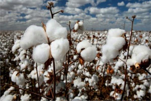 origene historia del algodón