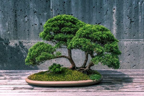 Origen del bonsái