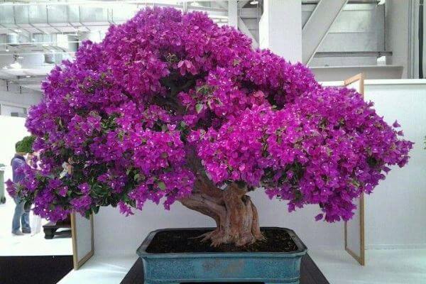 origen del bonsai