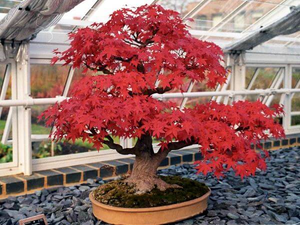 origen del bonsai japón