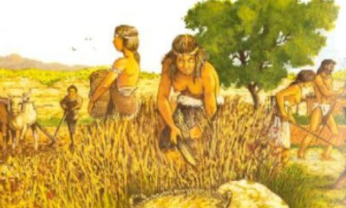 La historia del trigo y la civilización del hombre