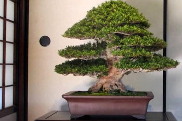 qué significa bonsai