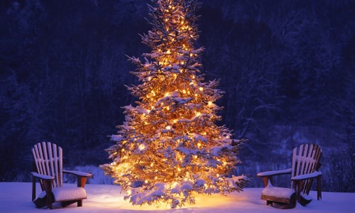 abeto árbol de Navidad