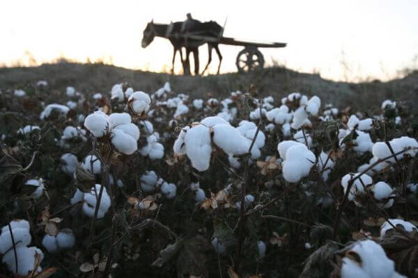 historia cultivo algodón