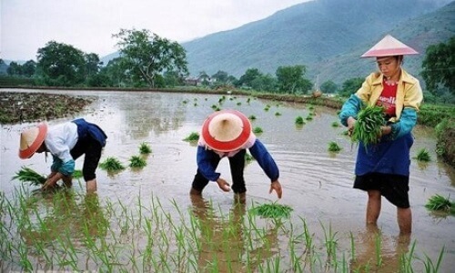 historia cultivo arroz