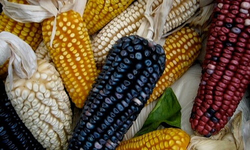 cuándo llegó el maíz a España